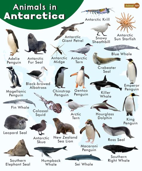 Antarctica Activities, Macaroni Penguin, Antarctic Animals, Kinds Of Animals, Fin Whale, Leopard Seal, Penguin Species, Elephant Seal, Polar Animals