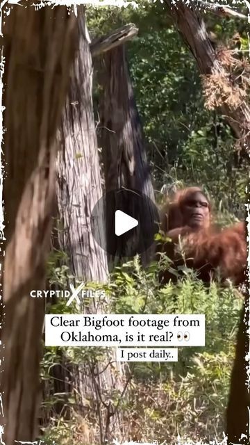 Cryptid X Files on Instagram: "Clear footage of an ape like creature caught on camera by a hiker in Oklahoma? The only question is whether this is a suit? What do you think could this be an authentic sighting let me know down below! 

Follow @cryptidxfiles ⚠️for more unexplained content… 

If you have footage or a story I encourage you to contact me! Would love to hear it!

UFOs, or Unidentified Flying Objects, refer to aerial phenomena that cannot be immediately identified or explained. While many UFO sightings are later attributed to natural or human made objects like aircraft, weather balloons, or celestial events, some remain unexplained. The term became popular in the mid 20th century, especially after high profile incidents like the Roswell crash in 1947. In recent years, governments Real Bigfoot Pictures, Bigfoot Footage, Real Bigfoot, Bigfoot Pictures, Ufo Footage, Weather Balloon, Bigfoot Sightings, Unidentified Flying Object, Human Made