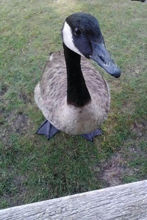 Goose! Geese Aesthetic, Funny Goose Picture, Goose Aesthetic, Goose Breeds, Goose Reference Photo, Pet Goose, Geese Photography, Different Types Of Geese, Silly Birds