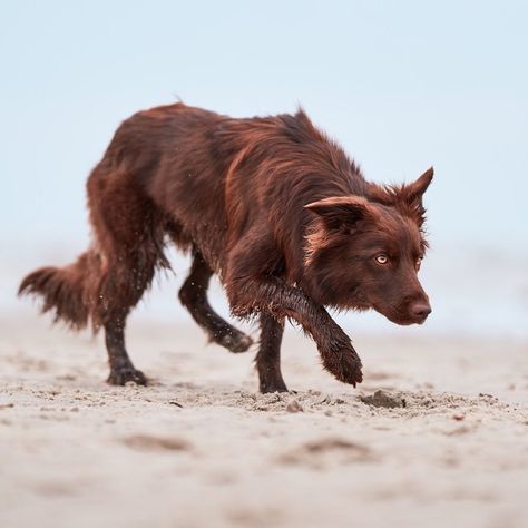 Tamaskan Dog Black, Dogs Poses Reference, Animal Reference Pictures, Animal Art Reference Photography, Dog Curled Up, Dog Lying Down, Dog Reference Poses, Animagus Ideas, Animal Pose Reference