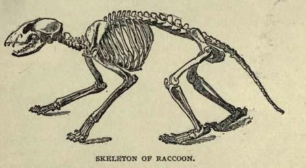 Raccoon skeleton. Raccoon Drawing Reference, Raccoon Skeleton, Raccoon Anatomy, Animal Skeleton Drawing, Raccoon Skull Drawing, Animal Skeleton Reference, Skeleton Anatomy, Raccoon Art, Skeleton Drawings