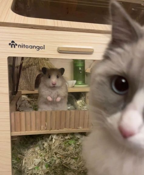 matching icon | cute hamster and cat | adorable pfps Hamster Pfp, Aesthetic Hamster, Hamsters Cute, Cute Pfp Aesthetic, Cute Matching Pfp, Bunny Meme, Pfp Tiktok, Cute Hamster, Cute Pfp