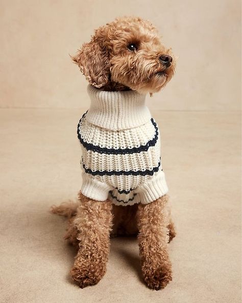 Banana Republic (@bananarepublic) • Instagram photos and videos Kawaii, Crochet Christmas Ornaments Free, Cute Dog Clothes, Puppy Accessories, Knit Dog Sweater, Dog Essentials, Small Dog Clothes, Crochet Christmas Ornaments, Pet Fashion