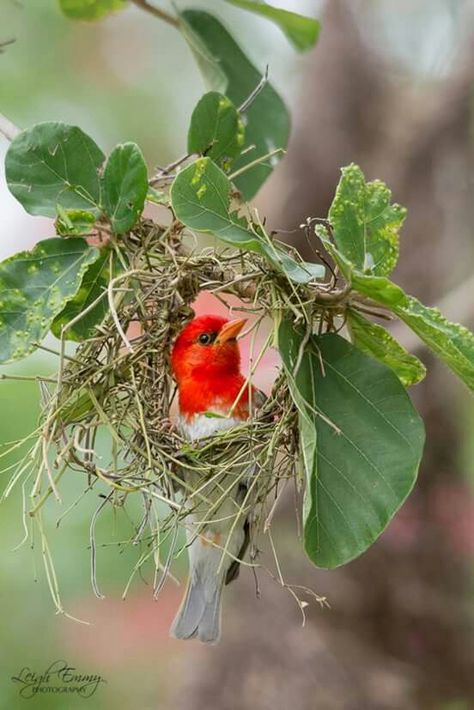 Red headed Weaver male building a nest - one of the most unusual nests I've seen! <3 Regard Animal, Wild Animals Pictures, Red Bird, Funny Birds, Nature Birds, Baby Bird, Pretty Birds, Bird Photo, Colorful Birds