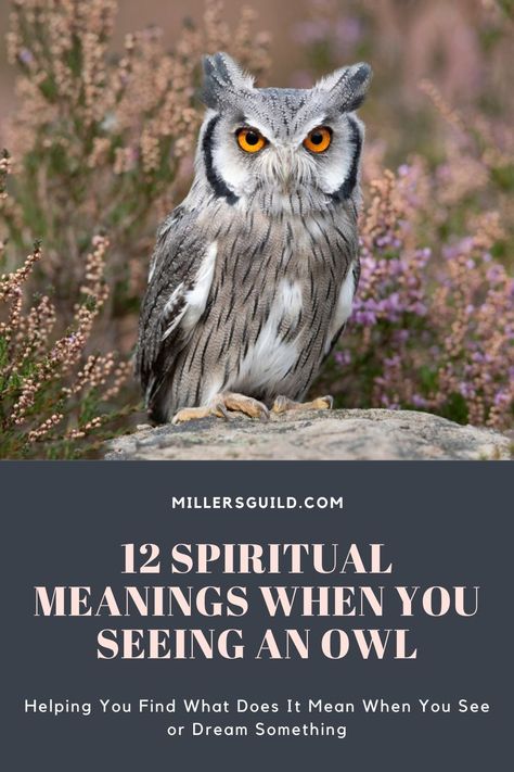 12 Spiritual Meanings When You Seeing an Owl Great Horned Owl Spiritual Meaning, Owl Totem Meaning, What Does An Owl Symbolize, Seeing Owl Spiritual Meaning, Owl Sighting Meaning, White Owl Meaning, Spiritual Meaning Of Owls, Seeing An Owl Meaning, Owl Omen Meaning