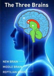 Limbic Brain, Triune Brain, Homo Sapien, Reptilian Brain, Brain Facts, Limbic System, Brain Anatomy, The Human Brain, Brain Gym