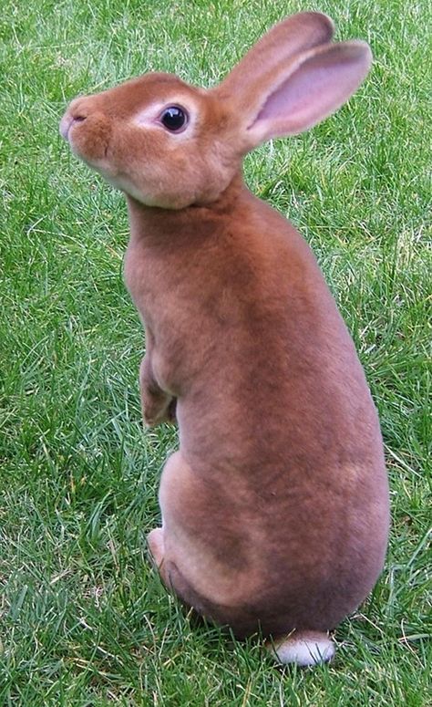 mini+rex | mini rex rabbit the mini rex is a small breed of rabbit with fairly… Rabbit Reference, Rex Rabbits, Rabbit Paintings, Mini Rex Rabbit, Giant Rabbit, Raising Rabbits, Brown Rabbit, Rabbit Pictures, Rabbit Breeds