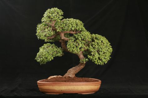 Fukien Tea Bonsai, Jade Plant Bonsai, Chinese Elm Bonsai, Elm Bonsai, Jade Bonsai, Jade Tree, Bonsai Tree Types, Pine Bonsai, Bonsai Care