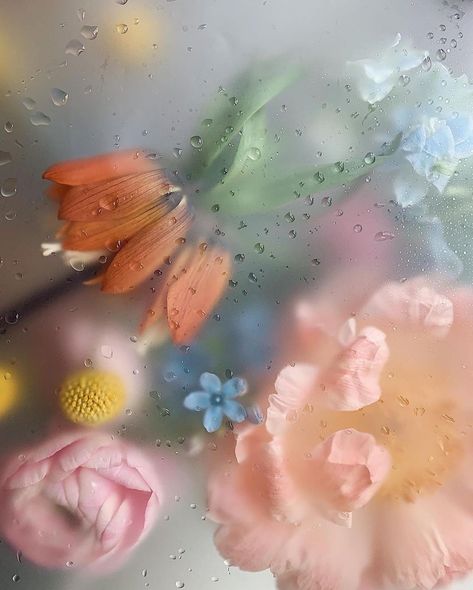 Photo shared by NoOART on January 30, 2021 tagging @flowers_esthetique. May be a closeup of 1 person and flower. Pressed Botanicals, Spring Equinox, Spring Colors, Flower Wallpaper, Flower Power, Mood Board, Iphone Wallpaper, Web Design, Instagram Photo