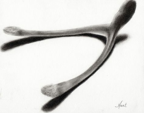 Charcoal wishbone drawing by Arkansas artist Sheri Hart Wishbone Drawing, Wish Bone, Sister Tattoo, Lino Prints, Bone Art, Sister Tattoos, Sketch Inspiration, Charcoal Drawing, Lino Print