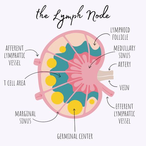 Immune System Anatomy Notes, Immune System Notes, Immune System Nursing, Memorize Quran, Lymph Node, Immune Cells, Medicine Notes, Medical School Life, Basic Anatomy And Physiology