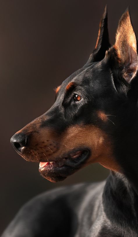 Black Doberman Aesthetic, Doberman Pinscher Aesthetic, Dobermann Aesthetic, Aesthetic Doberman, Perro Doberman Pinscher, Doberman Aesthetic, Doberman Pinscher Dog, Scary Dogs, Dangerous Dogs