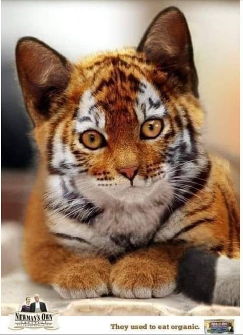 Not a Tiger cub, it's a Toyger kitten. They are a real breed of cat. Toyger Kitten, Toyger Cat, Rare Cats, Exotic Cats, Gorgeous Cats, Cute Cats Photos, A Tiger, Cute Wild Animals