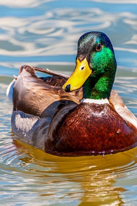 Mallard Duck Photography, Ducks Reference, Mallard Duck Art, Duck Reference Photo, Mallard Duck Drawing, Duck Boots Outfit Winter, Mallord Duck, Nails Acrylic Duck, Duck Boots Outfit Fall