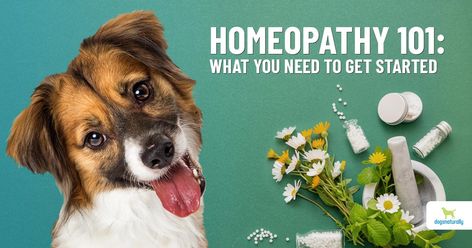 Holistic Dog Care, Ancestral Nutrition, Meds For Dogs, Itchy Dog, Homeopathy Remedies, Dog Remedies, Medication For Dogs, Dog Nutrition, Healthy Dog Food Recipes