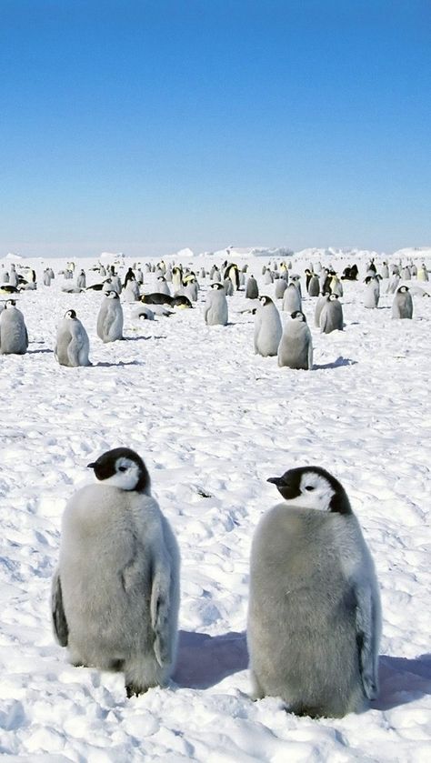 Penguins Snow Animals, Penguin Love, Emperor Penguin, Baby Penguins, Cute Penguins, South Pole, Cute Creatures, Sweet Animals, 귀여운 동물