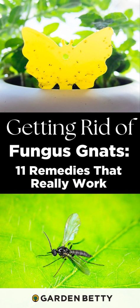 Got pesky little flies around your planters? Chances are, you have fungus gnats in the soil and if left unchecked, they'll continue to multiply and swarm all your other plants too. Here's what I did to get rid of fungus gnats in my houseplants—try one of my 11 tested-and-true remedies to eliminate them for good. How To Get Rid Of Plant Bugs, Soil Gnats House Plants, Fungus Gnats Get Rid Of, Fungas Gnats, How To Get Rid Of Gnats In House Plants, Kill Gnats In House, Gnat Spray, Gnats In House Plants, How To Get Rid Of Gnats