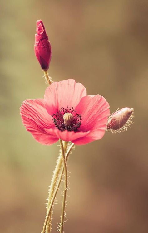 Decor Garden Ideas, Poppy Photography, Botanisk Illustration, Landscaping Ideas On A Budget, Budget Decor, Aesthetic Garden, Thistle Flower, Garden Aesthetic, Pink Poppies