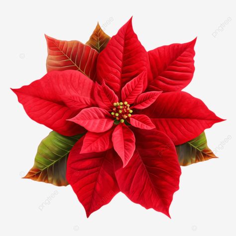 poinsettia flower chrismas symbol clipart png Poinsettias Tattoo, Ponsietta Flowers Template, Poinsettia Flower Drawing, Pointsetta Flower, Artist Barbie, Christmas Flowers Poinsettia, Poinsettia Illustration, Poinsettia Art, Winter Botanicals