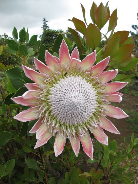 King Protea - Maui South African Flowers, Protea Art, King Protea, Protea Flower, Australian Flowers, Australian Native Flowers, Australian Native Plants, African Flowers, Rare Flowers