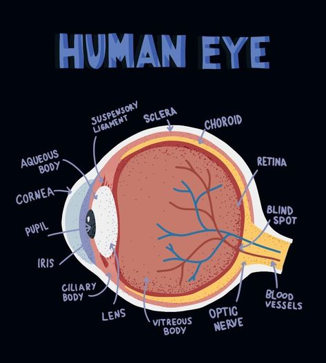 Eye Diagram Anatomy Notes, Biology Eye Drawing, Eyes Anatomy Medical, Eye Medical Illustration, Biology Diagrams Anatomy And Physiology, Eye Anatomy Drawing Medical, Human Eye Diagram Class 10, Eyes Biology, Eye Structure Anatomy