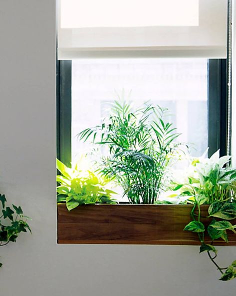 Window Sill Ideas | Apartment Therapy Windows Without Window Sills, Office Window Sill Decor, Window Sill Ideas Decoration Living Room, Living Room Window Sill Decor, Window Planters Indoor, Painted Window Sills Interiors, Painted Window Sill, Bay Window Sill Decor, Deep Window Sill Ideas