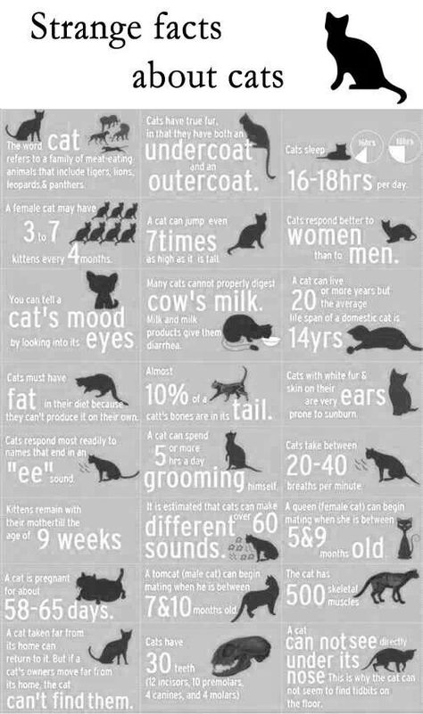 Cats Training, Cats Poses, Biting People, Cats Tips, Facts About Cats, Cat Tips, Strange Facts, Cat Whisperer, Cats Photos