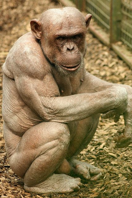 Jambo the bald/hairless Chocolate Chimpanzee (Pan troglodytes) by Amanda J M, via Flickr A Monkey, On The Ground