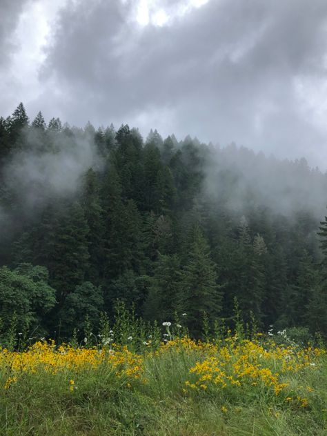 Beautiful trees and flowers in oregon House In Oregon, Oregon Forest Aesthetic, Subsurface Scattering, Manzanita Oregon, Oregon Aesthetic, Oregon Trees, Oregon Summer, Aesthetic Scenery, Oregon Forest