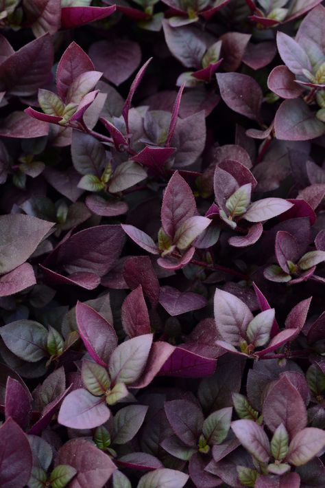 Pretty in purple: Gorgeous foliage to add dimension in the garden | The Impatient Gardener Urban Balcony, Joseph's Coat, Balcony Gardening, Josephs Coat, Annual Garden, Purple Plants, Proven Winners, Planting Bulbs, Annual Plants