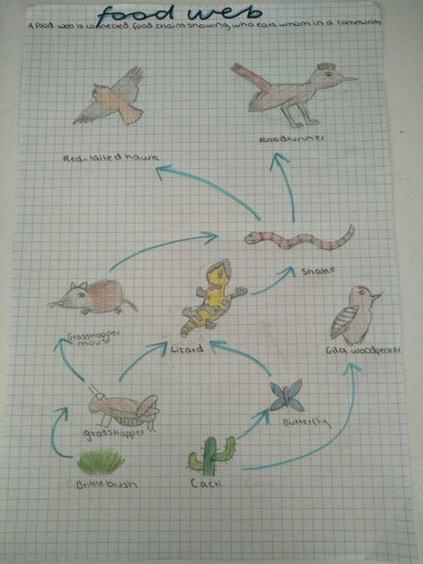 #foodweb #studynotes #notes #ecosystem Ecosystem Notes, School Revision, Biology Lessons, Food Web, Study Notes, Ecosystem, Biology