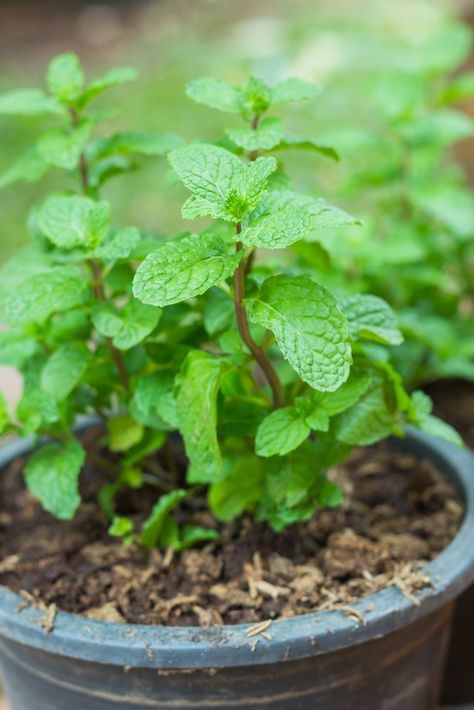 The Dos & Don'ts of Growing Mint http://www.apartmenttherapy.com/the-dos-donts-of-growing-mint-147458 Mint Plant Care, Growing Mint, Mint Plants, Vertical Gardening, Vegetable Gardening, Healing Herbs, Diy Tips, Growing Herbs, Veggie Garden