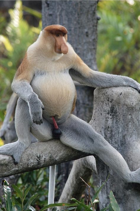 Funny Monkey Pictures, Monkey Types, Proboscis Monkey, Types Of Monkeys, Ape Monkey, Monkey Pictures, Great Ape, Monkeys Funny, Endangered Animals