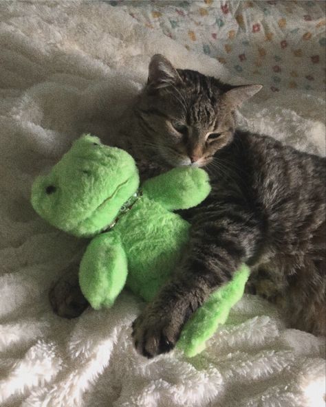 Pet Frog Aesthetic, Cute Froggy Aesthetic, Frog Stuffie, Buildabear Frog, Frog Core, Frog Teddy, Cat And Frog, Bab Frogs, Build A Bear Frog