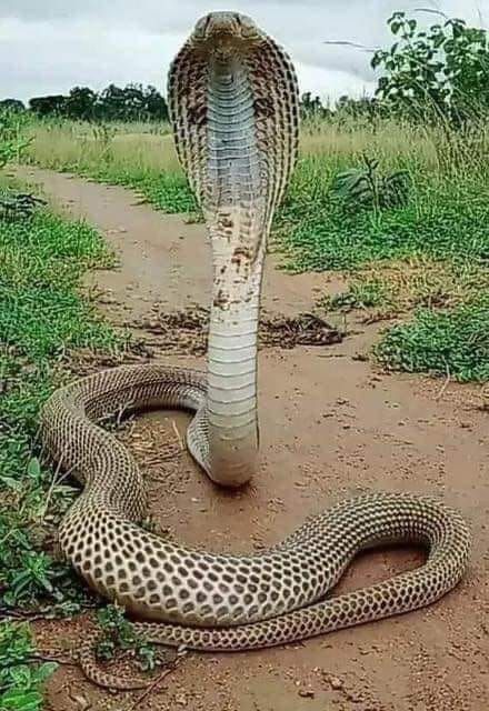 Anaconda Snake, Self Destruct, King Cobra Snake, Scary Snakes, Snake Photos, Amazing Animal Pictures, Scary Animals, Wild Animals Pictures, Cobra Snake