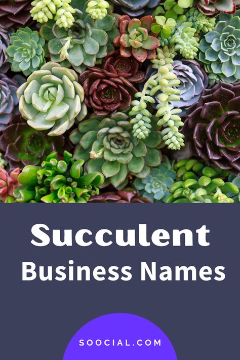 Plant Business Name Ideas, Plant Shop Name Ideas, Plant Shop Names, Succulent Business, Succulent Workshop, New Business Names, Cactus Names, Coffee Shop Names, Succulent Names