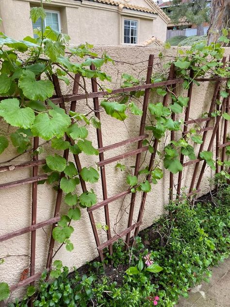 Grape vines growing in spring to grow grapes Grape Vine Garden Ideas, Grapes On Trellis, Grape Vine Fence Ideas, Grapes In The Garden, Growing Grapes On A Fence, Wine Garden Ideas, Grape Trellis Ideas Backyards, Growing Grapes In Containers, Grape Vine Garden