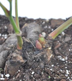 Transplanting Peonies Fall, How To Split Peonies, How To Transplant Peonies, Transplant Peonies, Peony Care, Fall Clean Up, Peony Bud, Growing Peonies, Tree Peony