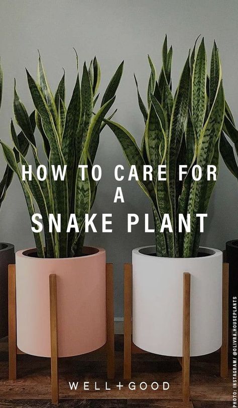 Care For Snake Plant, Snake Plant Indoor, Snake Plant Care, Calathea Plant, Sansevieria Trifasciata, Kitchen Plants, Snake Plants, Plant Care Houseplant, Apartment Plants