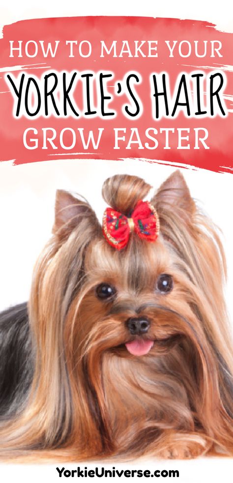 Long Yorkie Haircut, Long Hair Yorkie, Yorkie Long Hair, Yorkie Grooming, Yorkie Hair, Hair Growth Progress, Yorkie Hairstyles, Fall Groom, Yorkie Haircuts