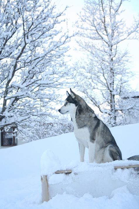 Alaska Aesthetic, Caine Husky, Alice Kellen, Cute Husky, Husky Lover, Siberian Husky Dog, Husky Mix, A Husky, Picture Beautiful