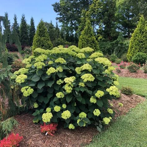 Invincibelle Spirit Ii Hydrangea, Hydrangea Incrediball, Hydrangea Limelight Combination, Invincibelle Wee White Hydrangea, Invincibelle Hydrangea, Snowcicle Oakleaf Hydrangea, Michigan Garden, Deer Proof Plants, Michigan Gardening