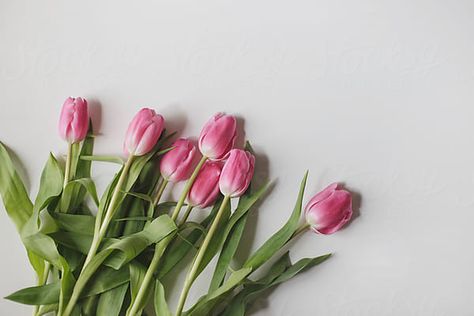 Flower Laying On Table, Flowers Laying On Table, Diy Gifts Videos, Mac Wallpaper, Pink Tulips, Stock Photography Free, White Table, Flower Backgrounds, Screen Savers