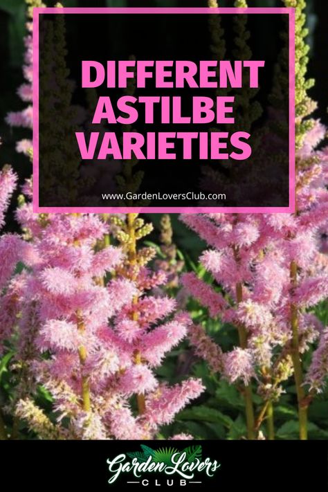 The Astilbe is a deer-resistant, perennial plant that thrives in shady areas of the garden. Its fluffy plumes look like cotton candy and complement well other shade-tolerant plants like caladiums, hostas, and heucheras. Also, the Astilbe’s frilly, delicate foliage blends perfectly among lacy, verdant ferns. The pop of Astilbe color really makes a statement in shady gardens. Astilbe Companion Plants, Astilbe Colors, Astilbe Japonica, Astilbe Arendsii, Different Types Of Plants, Shady Gardens, Shade Tolerant Plants, Flower Garden Plans, Magenta Flowers