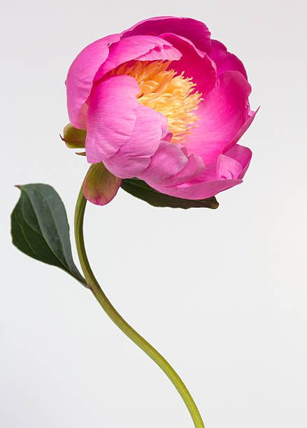 195,885 Plant Stem Photos and Premium High Res Pictures - Getty Images Beautiful Flowers Photography, Watercolor Flower Art, Botanical Painting, Pink Peony, Plant Stem, Flower Art Painting, Jolie Photo, Big Flowers, Botanical Flowers