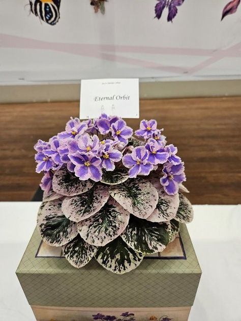 29 African Violets Display Ideas | Balcony Garden Web African Violet Collection, African Violet Display, African Violets Propagation, African Violet Terrarium, Violet Terrarium, Grow Light Stand, Violets Flowers, African Violet Care, African Violet Pots