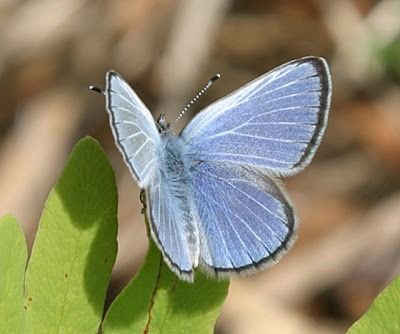 Info-Junction Blog: Silvery Blue Butterfly Blue Butterfly Tattoo, Silvery Blue, Animal Reference, Hummingbird Tattoo, Butterfly Kisses, Hip Tattoo, America And Canada, Silly Animals, Wildlife Nature