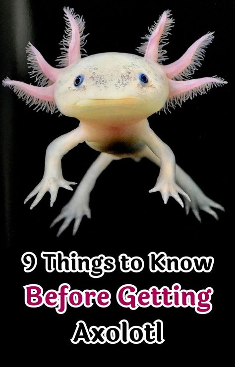 9 things to know before getting an Axolotl pet Mexican Axolotl, Axolotl Care, Messy Eating, Axolotl Tank, Axolotl Cute, Class Pet, Beautiful Sea Creatures, Pet Fish, Reptiles And Amphibians