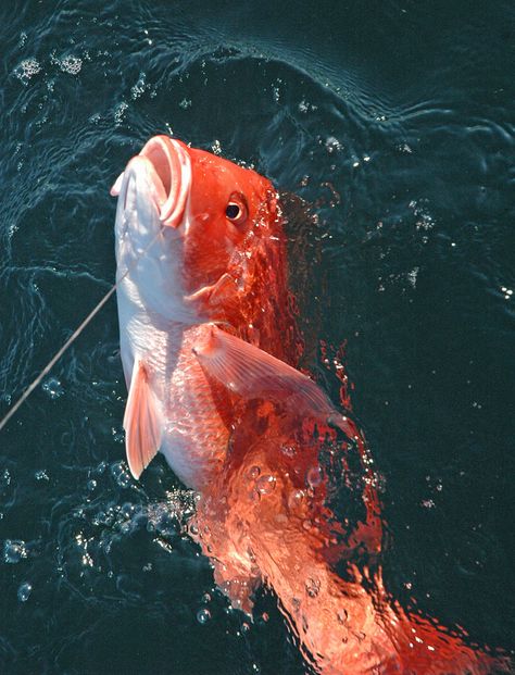 Red Snapper Red Snapper Photography, Louisiana Marsh, Red Snapper Fish, Snapper Fish, Giant Fish, Fishing Photos, Salt Water Fishing, Art Pretty, Offshore Fishing