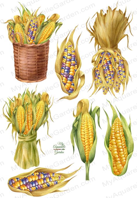 Colored corn. Corn in basket. Corn cobs.

Watercolor hand-painted botanical illustrations. Digital clipart for personal and commercial use.

Great for your creative projects: scrapbooking, room decoration, making posters, greetings and invitations cards, stickers, wall art and so on.

Clipart size: at least 3800 x 2900 px and smaller.
You get 7 PNG files at hi-res 300 dpi on transparent background. Farm Party Decor, Basket Watercolor, Corn Drawing, Colored Corn, Corn Painting, Illustrations Digital, Basket Drawing, Free Hand Drawing, Fall Watercolor